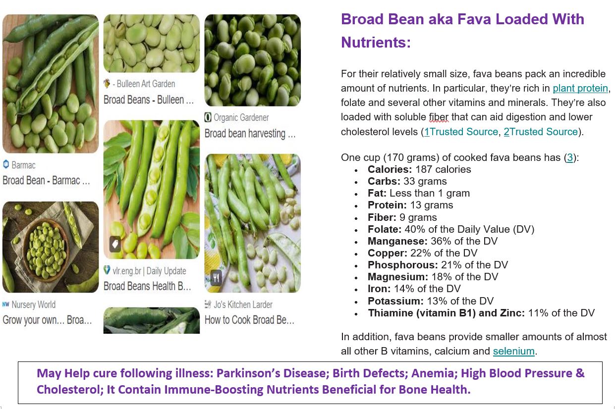 broad bean main info